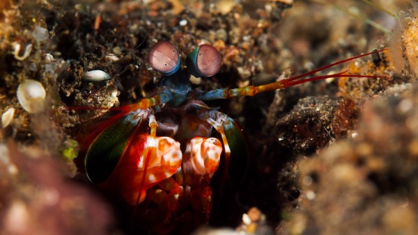 Mantis Shrimp by Michael Brown